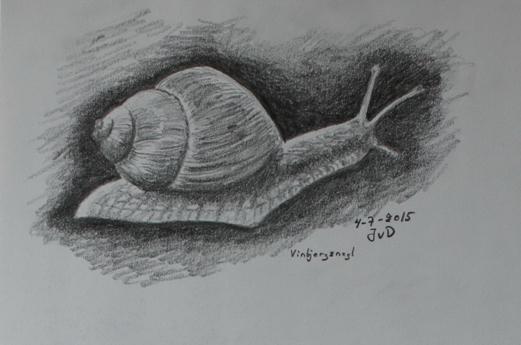 Vinbjergsnegl